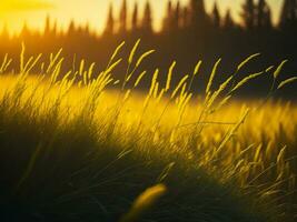 ai gerado abstrato suave foco pôr do sol campo panorama do amarelo flores e Relva Prado caloroso dourado hora pôr do sol nascer do sol tempo. tranquilo Primavera verão natureza fechar-se e borrado floresta fundo. foto