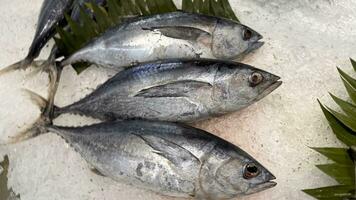 atum cavalinha peixe fresco dentro a gelo, local produzir peixe, japonês katsuo peixe, ou bonito atum ou cakalang ou tongkol foto