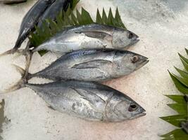 atum cavalinha peixe fresco dentro a gelo, local produzir peixe, japonês katsuo peixe, ou bonito atum ou cakalang ou tongkol foto