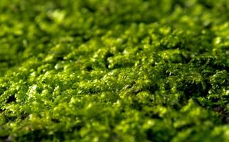 frescor verde musgo crescendo em chão dentro a luz solar foto