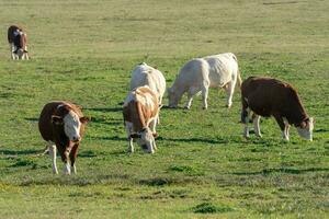 rebanho do vacas e bezerros pastar em uma verde Prado foto