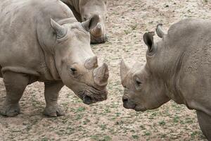 sulista branco rinoceronte. criticamente ameaçadas de extinção animal espécies. foto