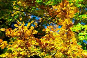 outono folhas. amarelo folhas em uma faia ramo. foto