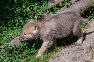 ártico Lobo filhote, canis lúpus arctos foto