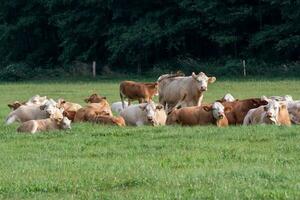 rebanho de vacas no campo verde de verão foto