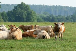 rebanho de vacas no campo verde de verão foto