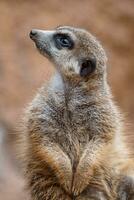 retrato do uma meerkat assistindo a arredores. em pé suricate ou meerkat foto