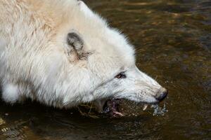 ártico Lobo bebendo água, canis lúpus arctos foto