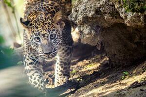 filhote de leopardo do sri lankan, panthera pardus kotiya foto