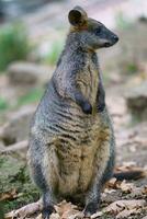 wallaby do pântano, wallabia bicolor. conhecido como wallaby preto foto