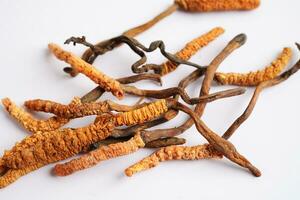 cordyceps sinensis ou ophiocordyceps sinensis isolado em branco fundo, cogumelo erva tratamento remédio. foto