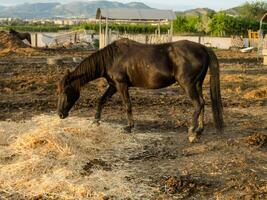 uma cavalo comendo feno dentro uma estábulo foto