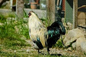 uma galo em pé dentro a Relva perto uma cerca foto