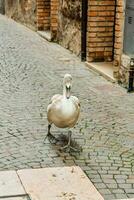 uma cisne caminhando baixa uma calçada portuguesa rua foto