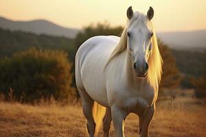 ai gerado branco cavalo ou égua dentro a montanhas às pôr do sol. ai gerado foto