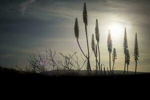 cinematográfico tiro do floração agave plantar durante pôr do sol exibindo tranqüilidade. foto