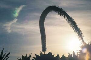 artístico silhueta impressão do uma foxtail agave durante pôr do sol foto