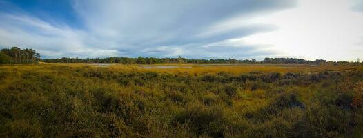 panorama Visão em a natureza do Campina reserva perto oisterwijk dentro a Holanda. foto