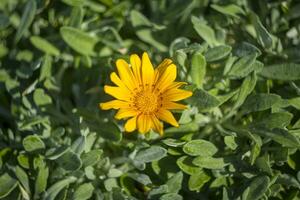 diretamente acima tiro do amarelo gazania linear foto