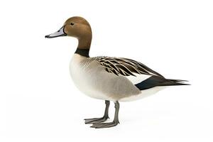 ai gerado norte pintail isolado em branco fundo. ai gerado. foto