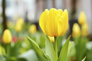 ai gerado amarelo tulipa dentro a jardim. ai gerado foto