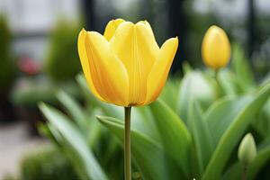 ai gerado amarelo tulipa dentro a jardim. ai gerado foto