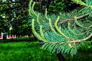 pinus silvestris com jovem fotos em uma borrado fundo