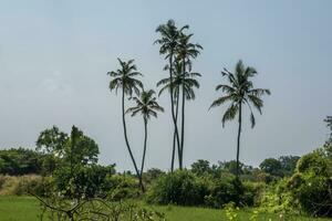 silhuetas do coco árvores Palmeiras contra a azul céu do Índia com pôr do sol foto
