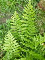 comendo verde legumes regularmente impede vários doenças. verde legumes impulso imunidade. foto