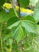 lindo folhas, Novo verde folhas estão coberto com lindo natureza para Veja às foto