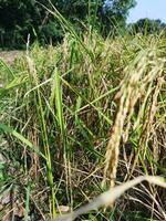 arroz tem começado amadurecimento cada ano com a chegada do Novo arroz cada bengali família comemora a navanna festival, a gosto do pitapuli começa dentro a casas do rural bengala. foto