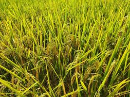 arroz tem começado amadurecimento cada ano com a chegada do Novo arroz cada bengali família comemora a navanna festival, a gosto do pitapuli começa dentro a casas do rural bengala. foto