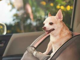 feliz Castanho curto cabelo chihuahua cachorro em pé dentro animal transportadora mochila com aberto janelas dentro carro assento. seguro viagem com animais de estimação conceito. foto