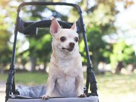 feliz Castanho curto cabelo chihuahua cachorro em pé dentro animal carrinho de criança dentro a parque. olhando curiosamente. foto