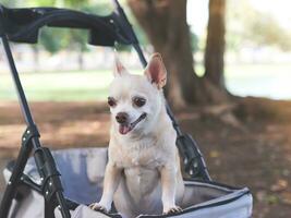 feliz Castanho curto cabelo chihuahua cachorro em pé dentro animal carrinho de criança dentro a parque. olhando curiosamente. foto