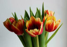 florescendo colorida tulipa flores isolado em branco fundo lado Visão foto