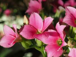 kalanchoe Rosa flor foto