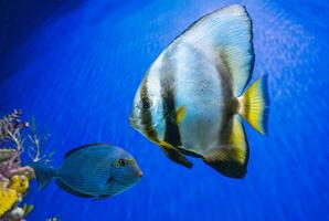 lindo peixe platax teira, longfin peixe morcego dentro azul água do aquário, marinho vida foto