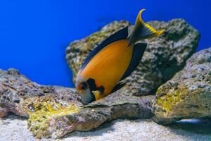 lindo brilhante laranja peixe dentro a aquário, acanthurus pirofero chocolate peixe cirurgião foto