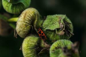 a firebug é uma vermelho inseto com Preto pontos, dentro jardins, elas Socorro eliminar jardim pragas, estão essencial para a ecossistema, pirrocoris áptero foto