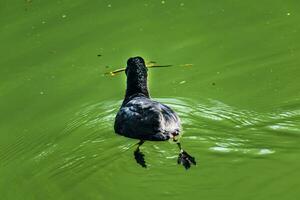 galeirão, pequeno Preto vadear pássaro com branco bico em uma lago, fulica atra foto