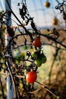 atrasado outono tomates esquerda em estacas ocupado de inverno geadas foto