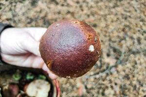 uma ampla boletos Edulis cogumelo dentro a mãos do uma silvicultor. foto