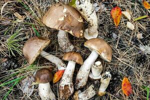 leccinum escabro em a terra cogumelo colheita. foto