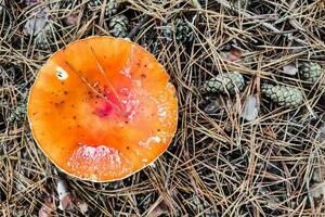 cogumelo venenoso amanita muscaria cresce dentro a outono floresta foto