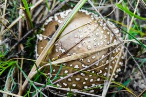 a venenoso cogumelo amanita Pantherina pantera cresce dentro a outono floresta. foto