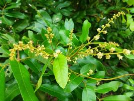 longan flores este vai tornar-se fruta dentro a jardim durante a dia. foto