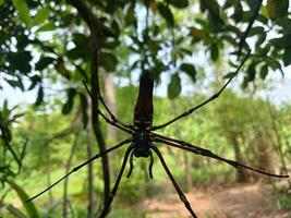 grande Preto aranha capturado às fechar faixa. foto