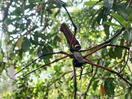 grande Preto aranha capturado às fechar faixa. foto