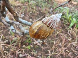 Caracol cartuchos ou lissachatina fulica estão terra caramujos pertencer para a achatinidae família. foto